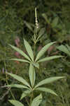 Culver's root